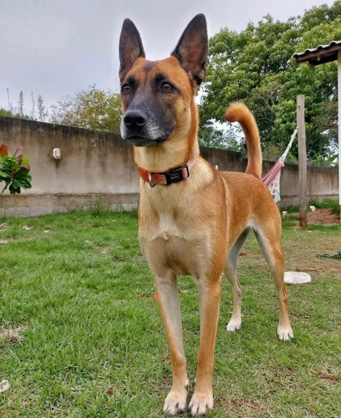 Cachorro ra a Pastor Alemão idade 4 anos nome Pitaya