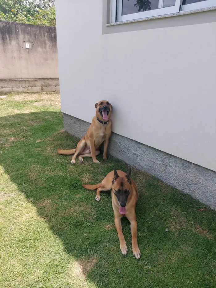 Cachorro ra a Pastor Alemão idade 4 anos nome Pitaya