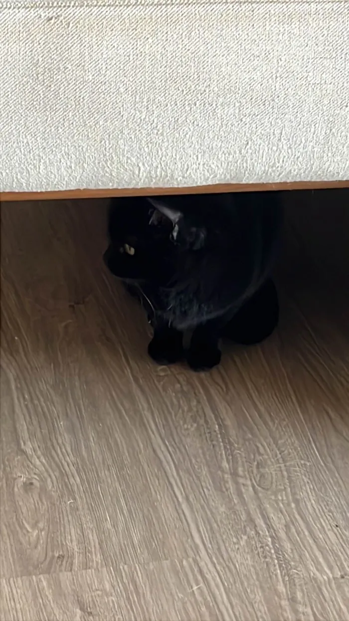 Gato ra a SRD-ViraLata idade 6 ou mais anos nome Mel