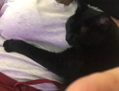 Gato raça SRD-ViraLata idade 6 ou mais anos nome Mel