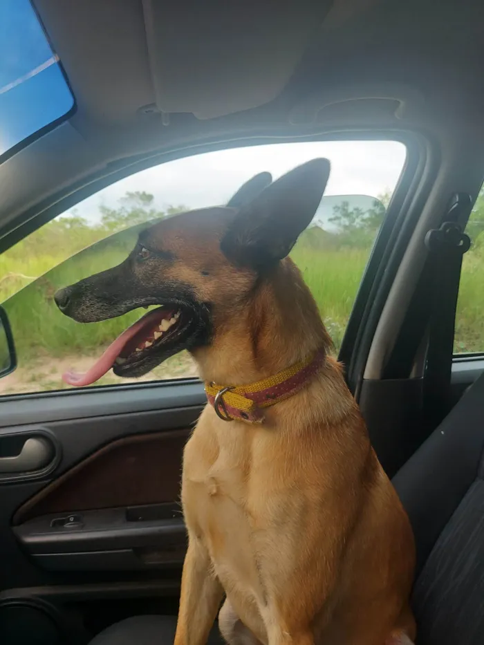Cachorro ra a Pastor Alemão idade 4 anos nome Pitaya