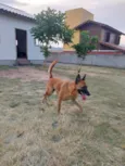 Pitaya