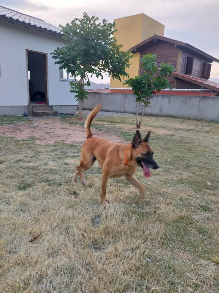 Cachorro ra a Pastor Alemão idade 4 anos nome Pitaya