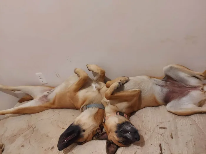 Cachorro ra a Pastor Alemão idade 4 anos nome Pitaya