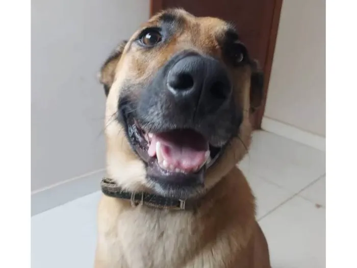 Cachorro ra a Pastor Alemão idade 4 anos nome Johnny