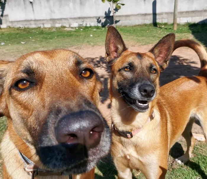 Cachorro ra a Pastor Alemão idade 4 anos nome Johnny