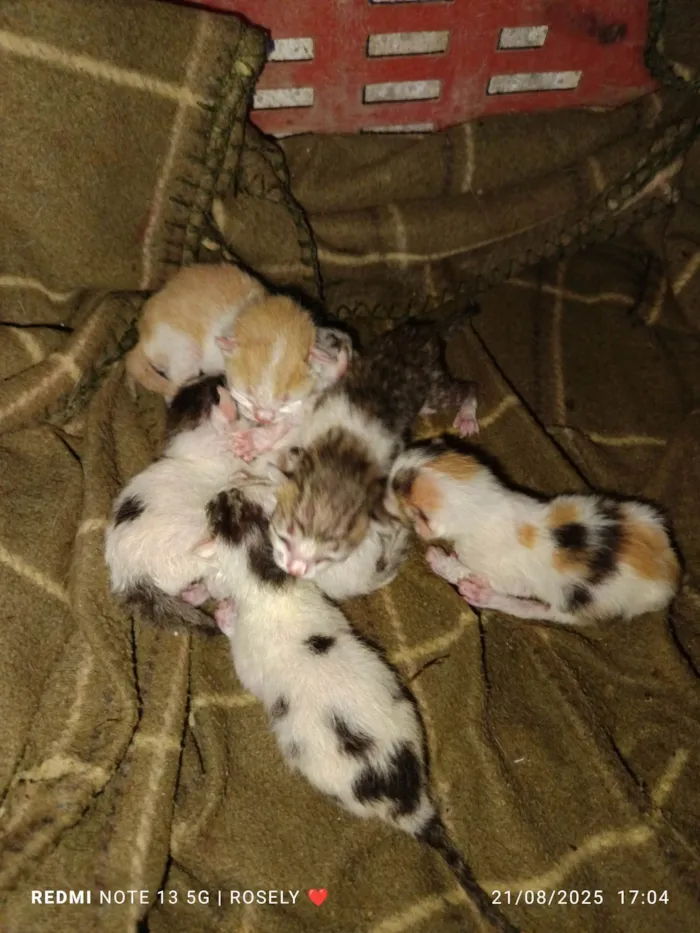Gato ra a SRD-ViraLata idade Abaixo de 2 meses nome Sem nome 