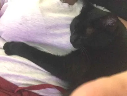 Gato raça SRD-ViraLata idade 6 ou mais anos nome Mel