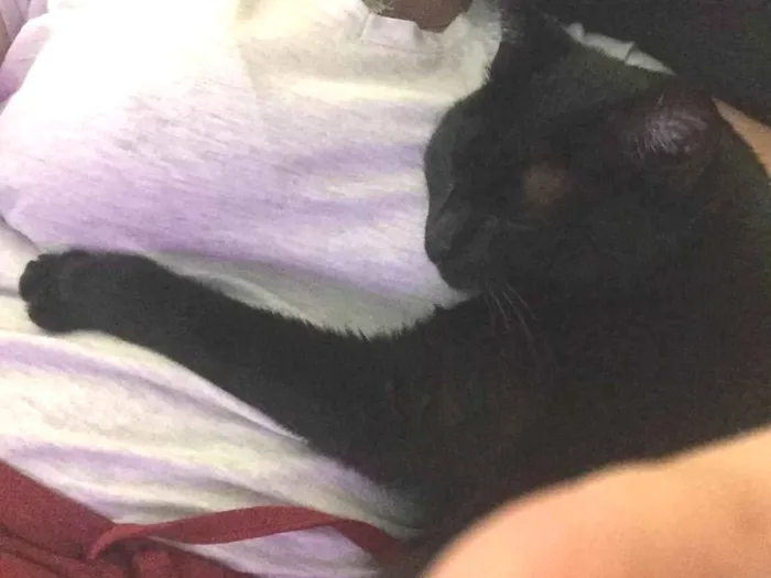 Gato ra a SRD-ViraLata idade 6 ou mais anos nome Mel