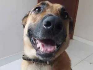 Cachorro raça Pastor Alemão idade 4 anos nome Johnny