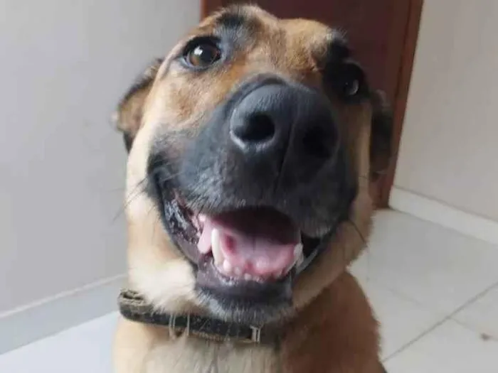Cachorro ra a Pastor Alemão idade 4 anos nome Johnny