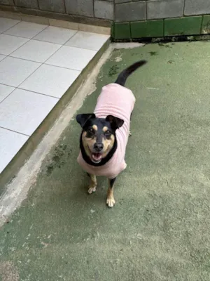 Cachorro raça SRD-ViraLata idade 3 anos nome Lina