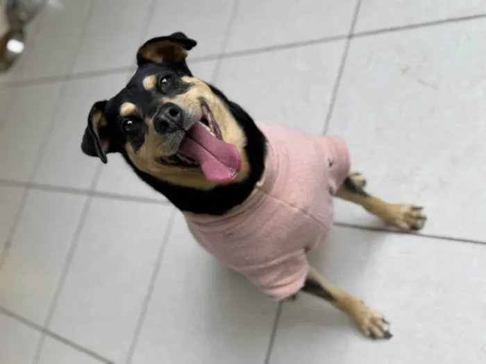 Cachorro ra a SRD-ViraLata idade 3 anos nome Lina