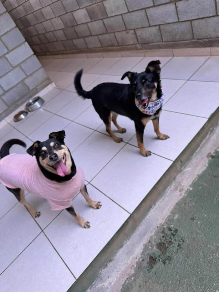 Cachorro ra a SRD-ViraLata idade 3 anos nome Lina