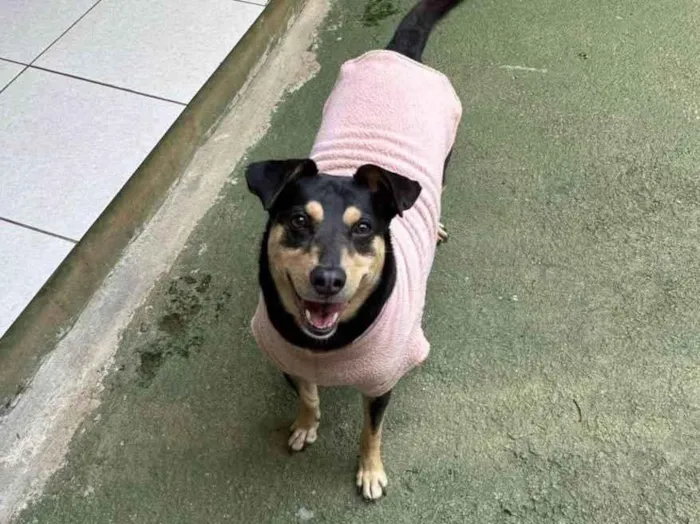 Cachorro ra a SRD-ViraLata idade 3 anos nome Lina