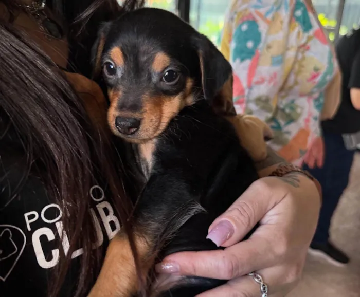 Cachorro ra a SRD-ViraLata idade 2 a 6 meses nome Maria Eduarda 