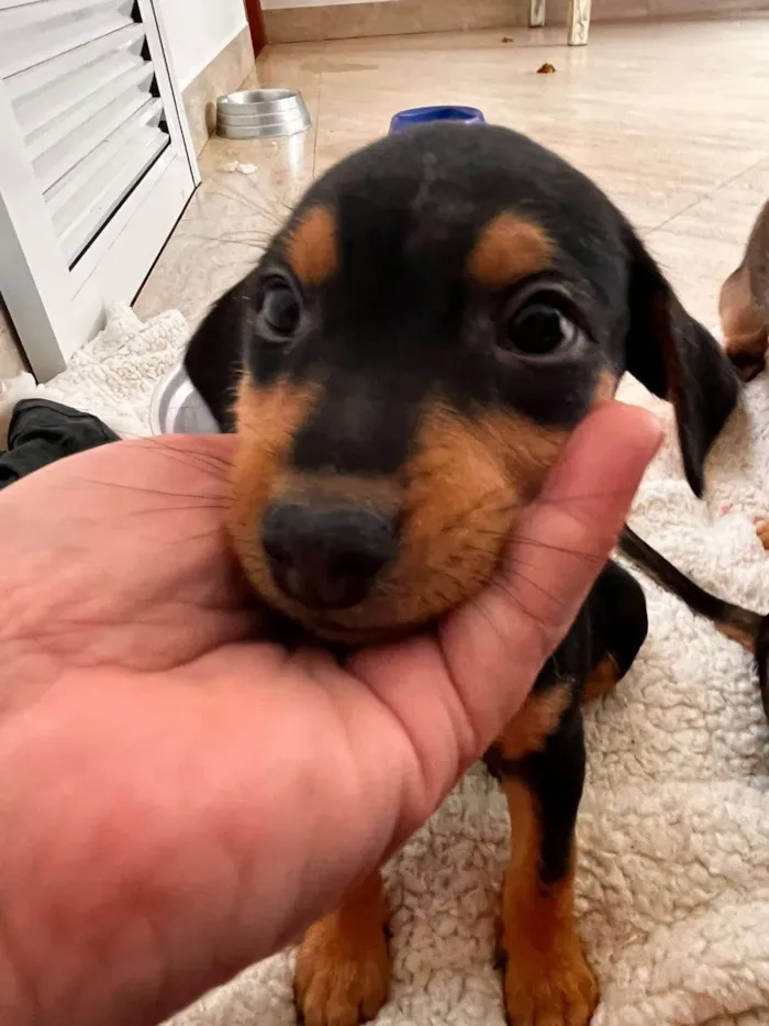 Cachorro ra a SRD-ViraLata idade 2 a 6 meses nome Maria Eduarda 