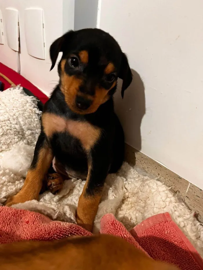 Cachorro ra a SRD-ViraLata idade 2 a 6 meses nome Maria Eduarda 