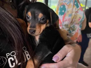 Cachorro raça SRD-ViraLata idade 2 a 6 meses nome Maria Eduarda 
