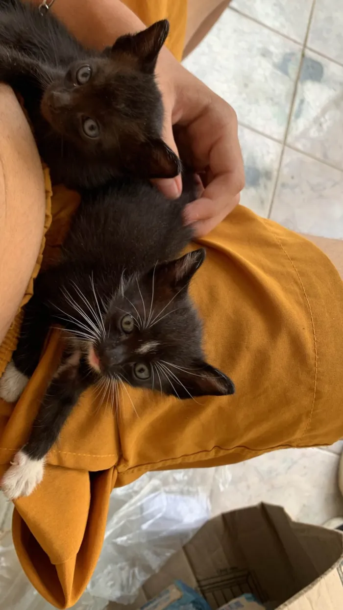 Gato ra a SRD-ViraLata idade Abaixo de 2 meses nome Não tem 