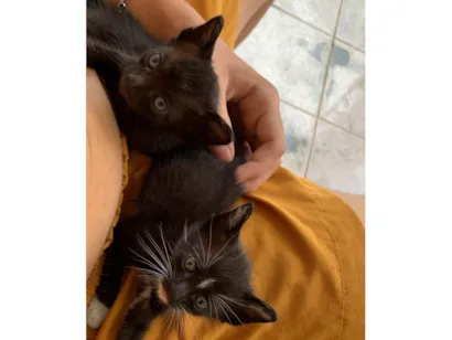 Gato raça SRD-ViraLata idade Abaixo de 2 meses nome Não tem 