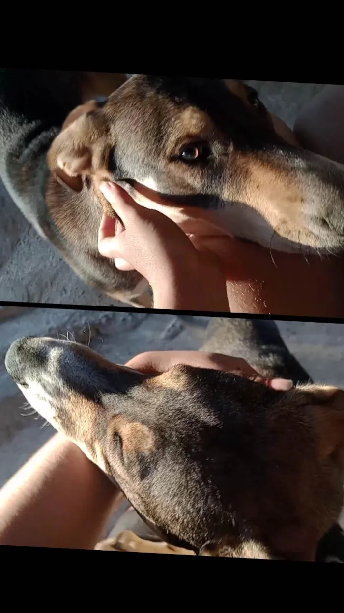 Cachorro ra a SRD-ViraLata idade 7 a 11 meses nome Ralph