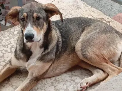 Cachorro raça SRD-ViraLata idade 7 a 11 meses nome Ralph