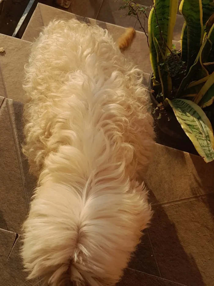 Cachorro ra a Poodle idade 6 ou mais anos nome Nina