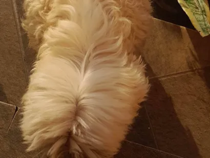 Cachorro raça Poodle idade 6 ou mais anos nome Nina