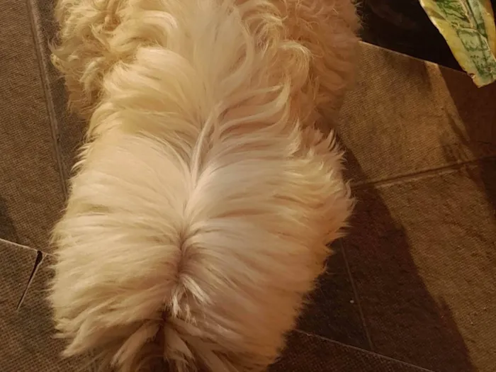 Cachorro ra a Poodle idade 6 ou mais anos nome Nina