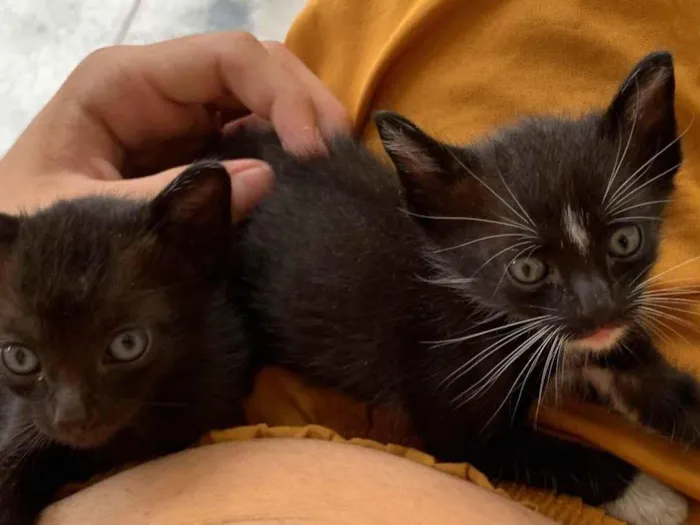Gato ra a SRD-ViraLata idade Abaixo de 2 meses nome Não tem 