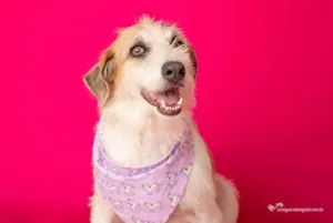 Cachorro raça SRD-ViraLata idade 3 anos nome Emy 
