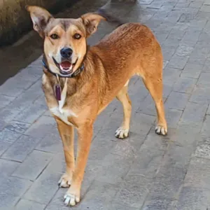 Cachorro raça SRD-ViraLata idade 4 anos nome Marley 