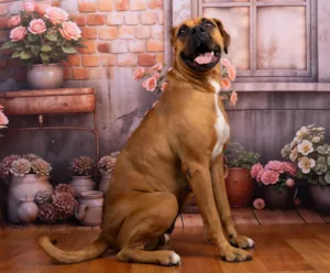 Cachorro raça SRD-ViraLata idade 4 anos nome Meredith 