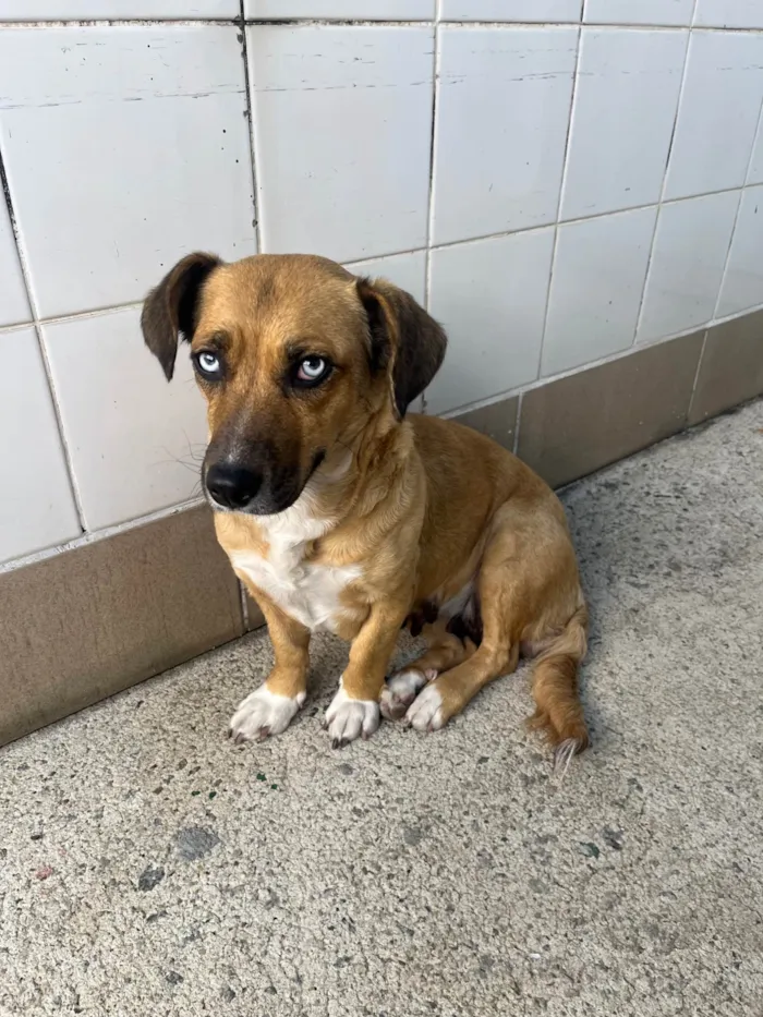 Cachorro ra a SRD-ViraLata idade 2 anos nome Blue