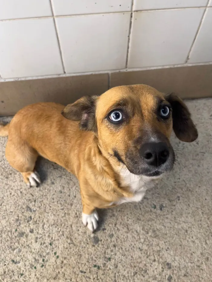 Cachorro ra a SRD-ViraLata idade 2 anos nome Blue