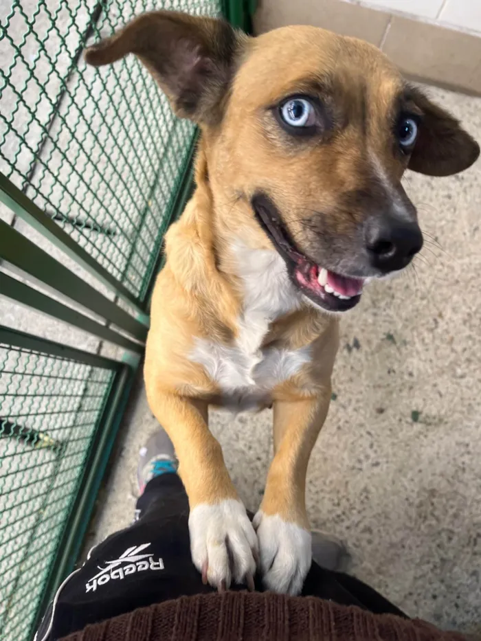 Cachorro ra a SRD-ViraLata idade 2 anos nome Blue