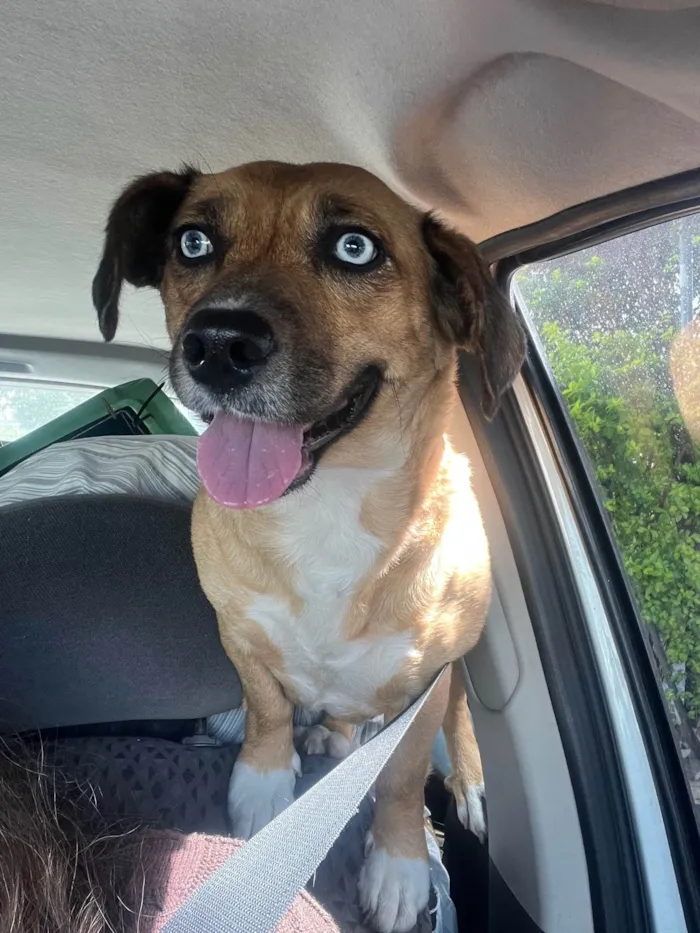 Cachorro ra a SRD-ViraLata idade 2 anos nome Blue