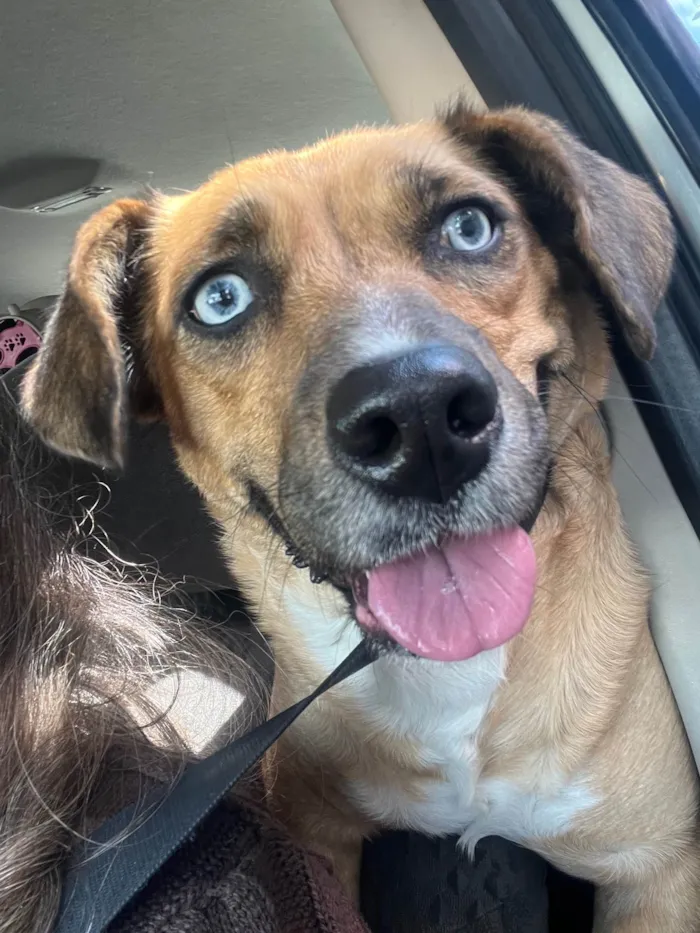 Cachorro ra a SRD-ViraLata idade 2 anos nome Blue