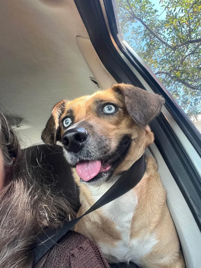 Cachorro ra a SRD-ViraLata idade 2 anos nome Blue