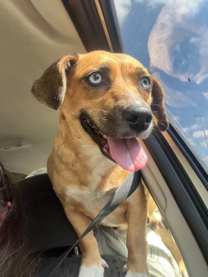 Cachorro ra a SRD-ViraLata idade 2 anos nome Blue