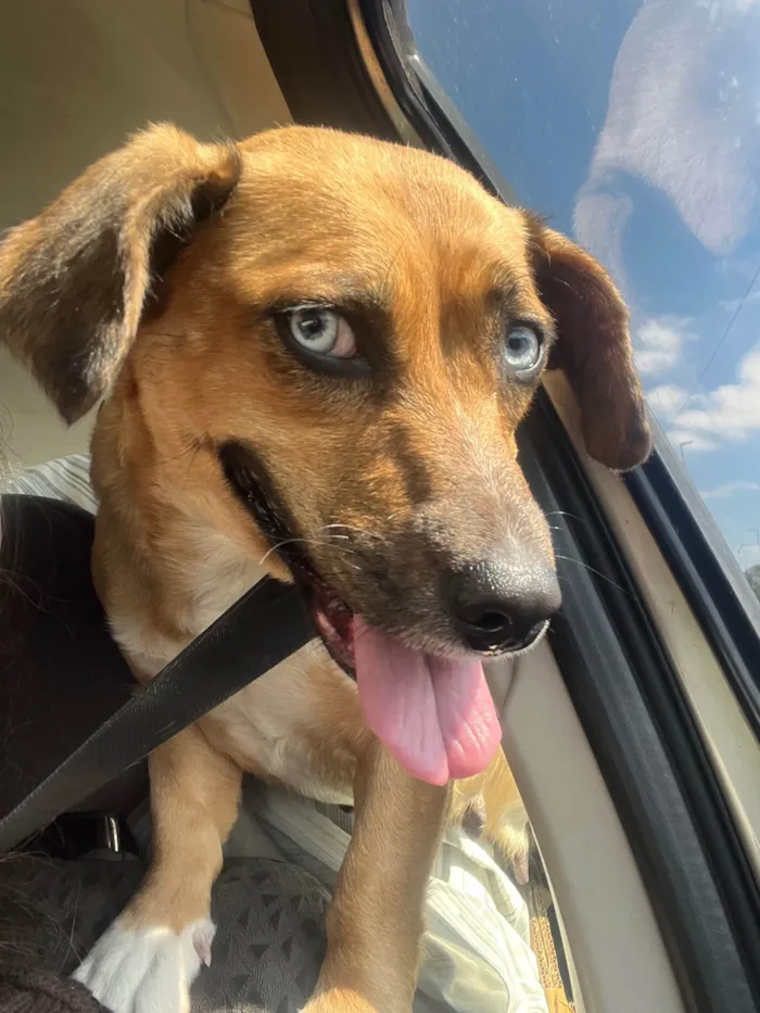 Cachorro ra a SRD-ViraLata idade 2 anos nome Blue