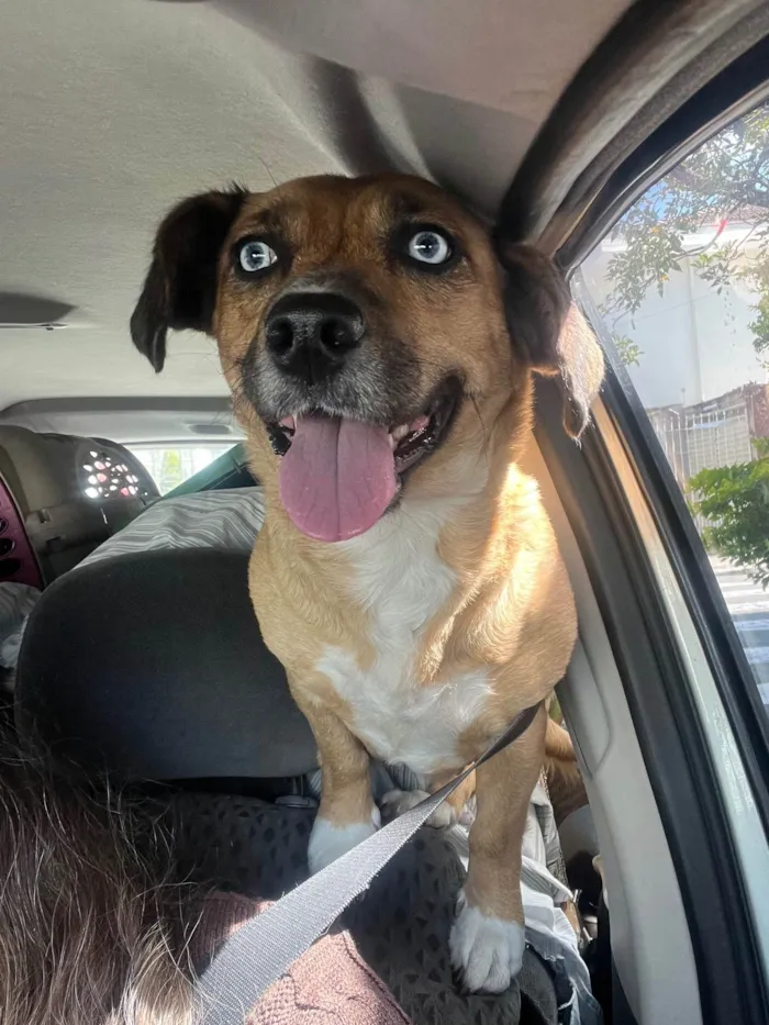 Cachorro ra a SRD-ViraLata idade 2 anos nome Blue
