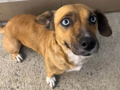 Cachorro raça SRD-ViraLata idade 2 anos nome Blue