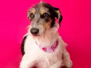 Cachorro raça SRD-ViraLata idade 2 anos nome Nina 