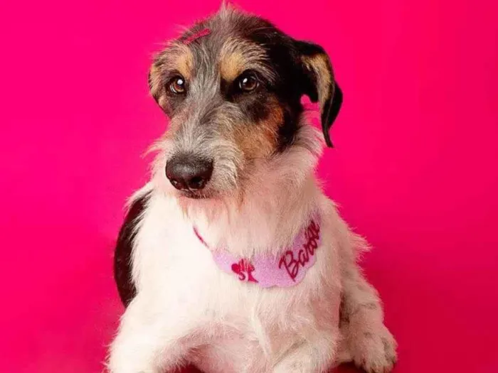 Cachorro ra a SRD-ViraLata idade 2 anos nome Nina 