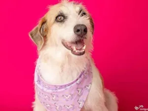 Cachorro raça SRD-ViraLata idade 3 anos nome Emy 