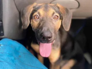 Cachorro raça SRD-ViraLata idade 1 ano nome Billy 