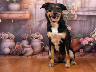 Cachorro raça SRD-ViraLata idade 2 anos nome Kyara 