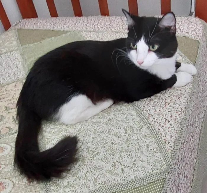 Gato ra a SRD-ViraLata idade 1 ano nome MELISSA